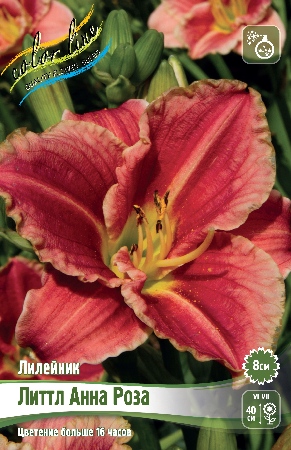 Лилейник Литтл Анна Роза 1шт (Колорлайн)