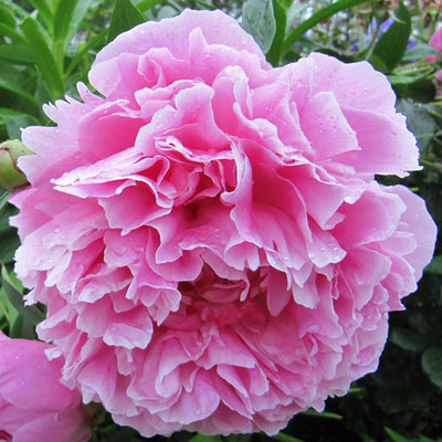 Пион Александр Флеминг 2/3 1шт (Поиск)