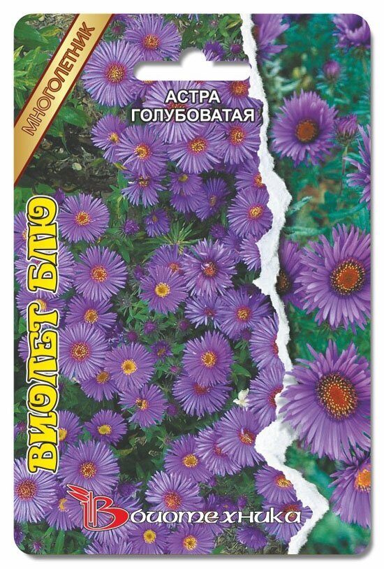 Астра Виолет Блю голубоватая (многолетник) 30шт (Биотехника)