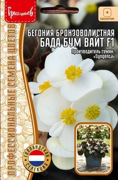 Бегония Бада Бум Вайт F1 бронзоволистная 5шт (Ред.Сем)