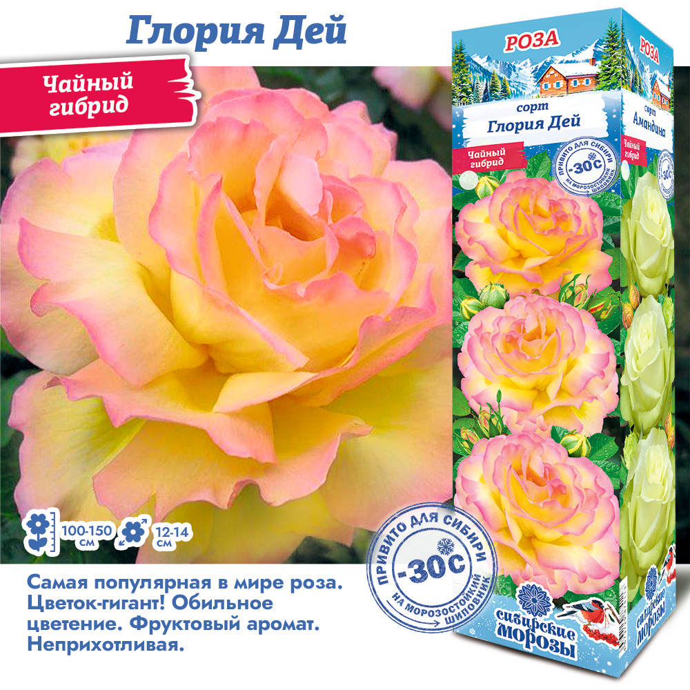 Роза Глория Дей (Чайно-гибридная) 1шт (Сиб сад)