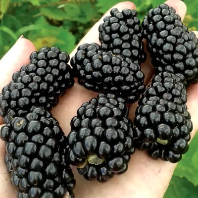 Ежевика Фридом (коробка) 1шт (Сиб сад)