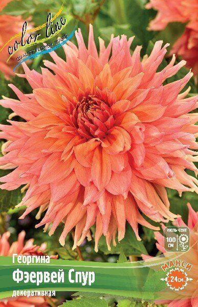 Георгина Фэервей Спур 1шт (Колорлайн)