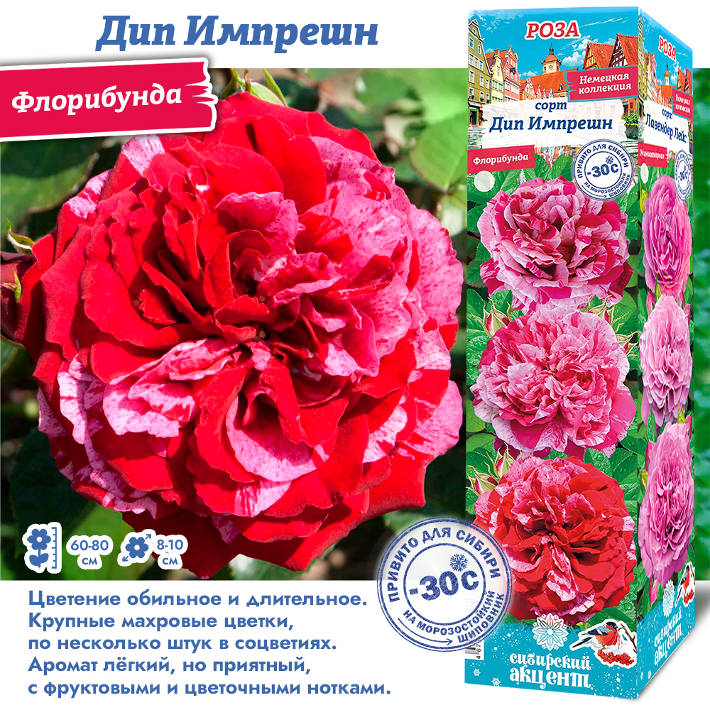 Роза Дип Импрешн (Флорибунда) 1шт (Сиб сад)