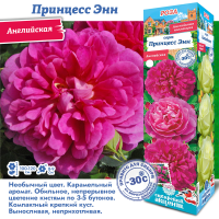 Роза Принцесс Энн (Английская) 1шт (Сиб сад)