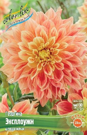 Георгина Эксплоужн 1шт (Колорлайн)