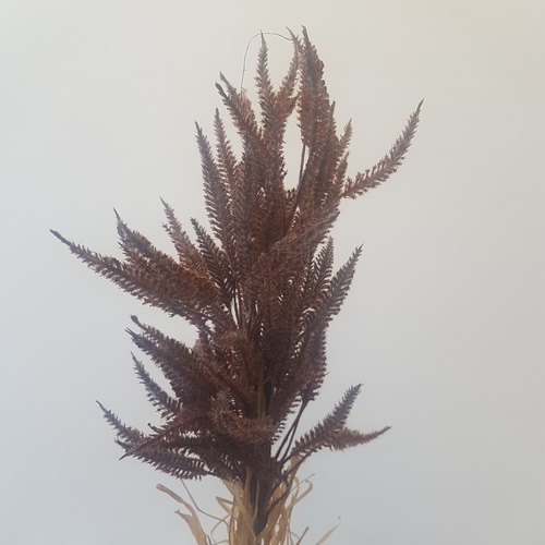 Сухоцвет ветка для декора коричневая 1шт (Сиб Сад)