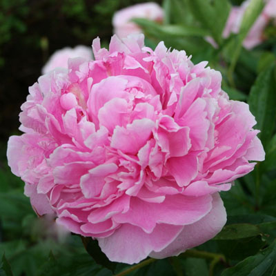 Пион Сара Бернар 2/3 1шт (Поиск)