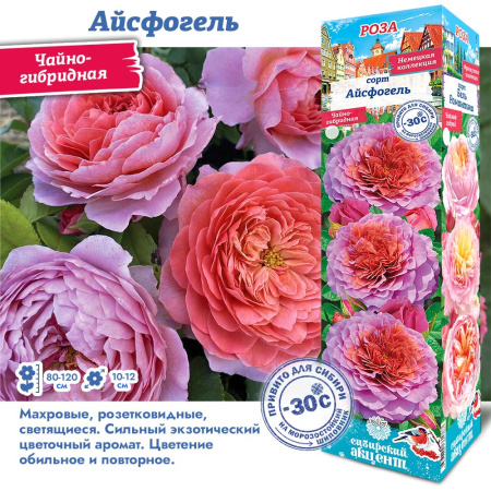 Роза Айсфогель (Чайно-гибридная) 1шт (Сиб сад)