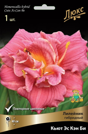 Лилейник Кьют Эс Кэн Би 1шт (Поиск)