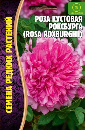 Роза Кустовая Роксбурга 10шт (Ред.сем)