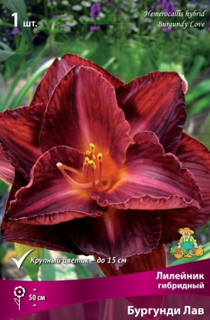 Лилейник Бургунди Лав 1шт (Поиск)