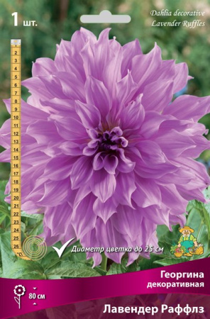 Георгина Лавендер Раффлз 1шт (Поиск)