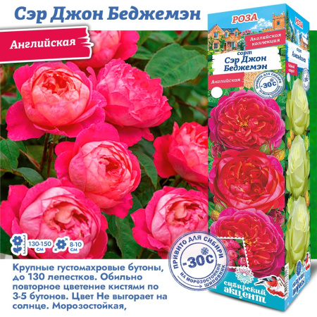 Роза Сэр Джон Беджемэн (Английская) 1шт (Сиб сад)