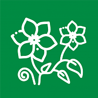 Клематисы