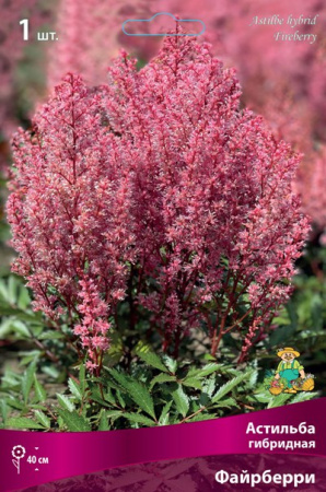 Астильба Файрберри 1шт (Поиск)