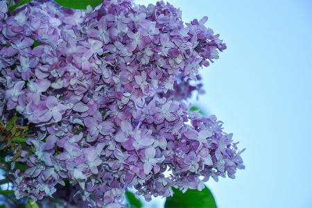 Сирень Изобилие 1шт (Поиск)