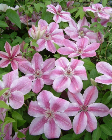 Клематис Дариус (капер) 1шт (Поиск)