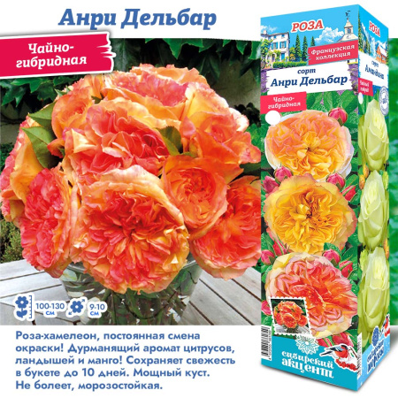 Роза Анри Дельбар (Чайно-гибридная) 1шт (Сиб сад)