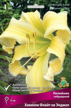 Лилейник Хевенли Флайт ов Энджел 1шт (Поиск)