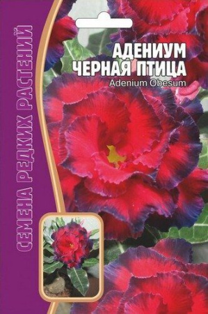 Адениум Черная Птица 3шт (Ред.сем)