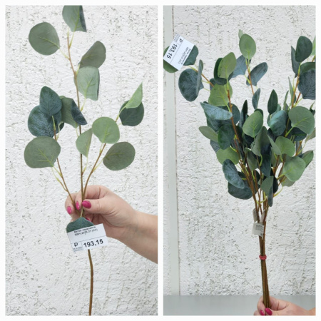 Ветка эвкалипта SBPL2025-31 (Сиб Сад)