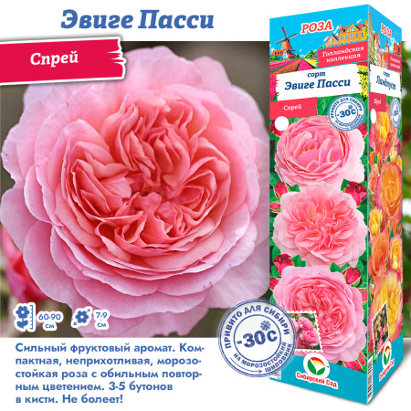 Роза Эвиге Пасси (Спрей) 1шт (Сиб сад)