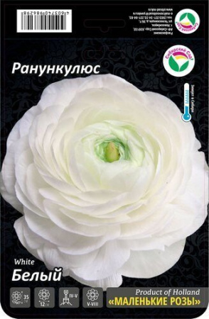 Ранункулюс Белый 7/8 15шт (Сиб сад)