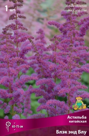 Астильба Блэк энд Блу 1шт (Поиск)