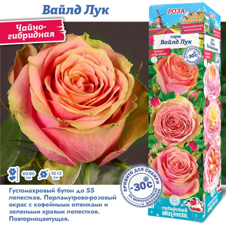 Роза Вайлд Лук (Чайно-гибридная) 1шт (Сиб сад)