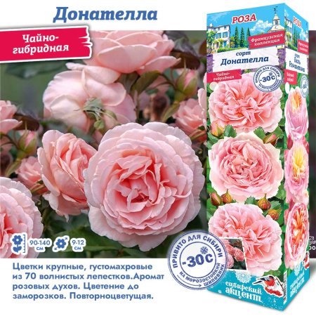 Роза Донателла (Чайно-гибридная) 1шт (Сиб сад)