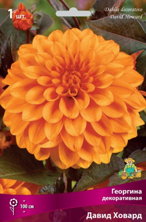 Георгина Давид Ховард 1шт (Поиск)
