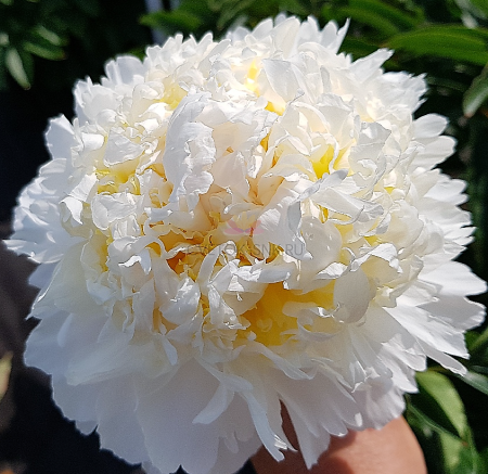 Пион Чеддар Чиз 2/3 1шт (Поиск)