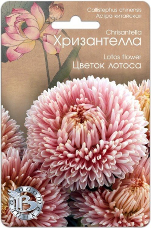 Астра ХРИЗАНТЕЛЛА Цветок Лотоса однолетник 30шт (Биотехника)