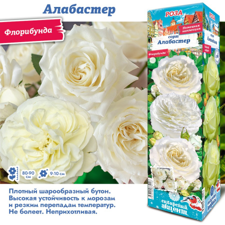 Роза Алабастер (Флорибунда) 1шт (Сиб сад)