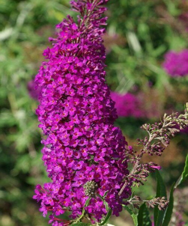 Буддлея Нано Пепл 1шт (Поиск)