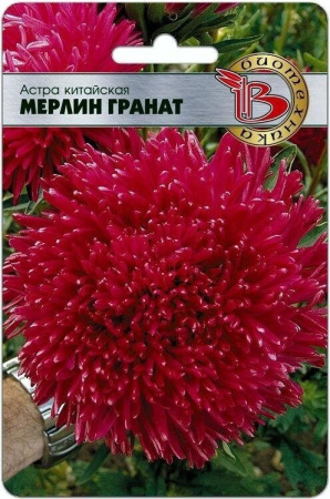 Астра МЕРЛИН Гранат однолетник 50шт (Биотехника)