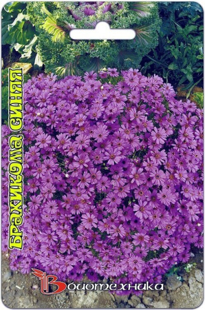 Брахикома Синяя однолетник 200шт (Биотехника)