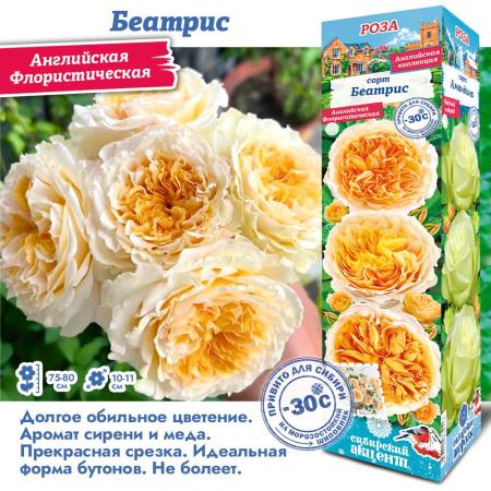 Роза Беатрис (Английская) 1шт (Сиб сад)