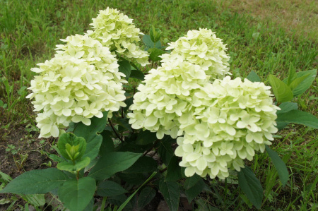 Гортензия Геркулес (Метельчатая) 1шт (Поиск)