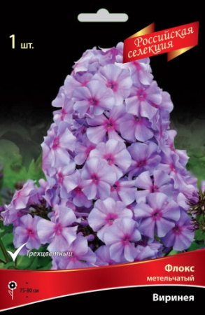 Флокс Виринея 1шт (Поиск)