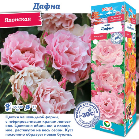 Роза Дафна (Японская) 1шт (Сиб сад)