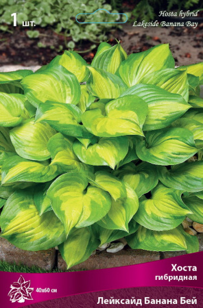Хоста Лейксайд Банана Бей 1шт (Поиск)