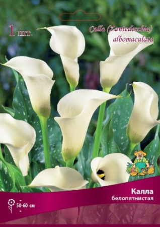 Калла Белопятнистая 14/16 1шт (Поиск)