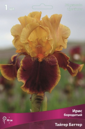 Ирис Тайгер Баттер (Германский) 1шт (Поиск)