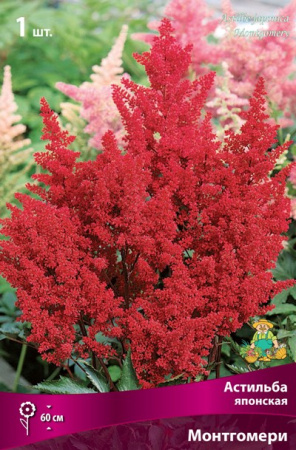 Астильба Монтгомери 1шт (Поиск)