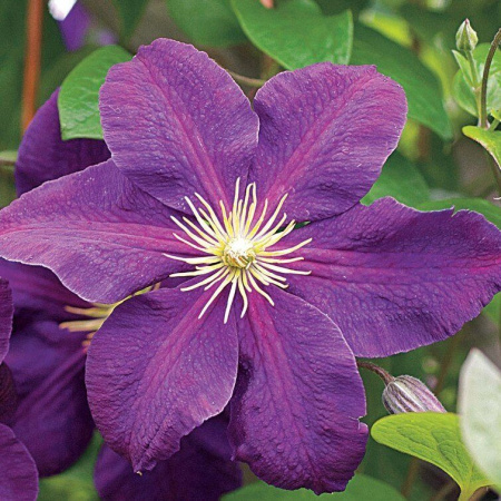 Клематис Жакмана Пурпуреа (коробка) 1шт (Поиск)